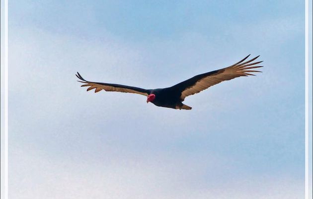 Vautour Urubu à tête rouge (Cathartes aura) - Playa Yumaque - Réserve de Paracas - Pisco - Pérou