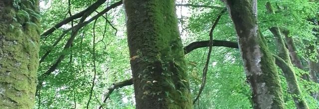  Bois  charmant  ( la promeneuse ) A suivre 