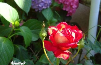 Dans mon jardin...