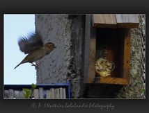 Moineaux domestiques (Passer domesticus) - Passériformes