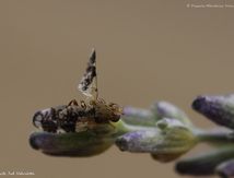 Tephritis neesii ♀