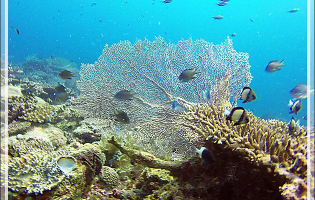 Gorgone géante de la mer Rouge ou éventail ou d'Hickson, Red sea giant seafan, Hickson's giant seafan (Annella mollis) - Nosy Mitsio - Madagascar