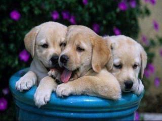 Des jumeaux.... chiens.