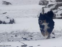 Gampo comme un fou dans la neige au Mont Aigoual