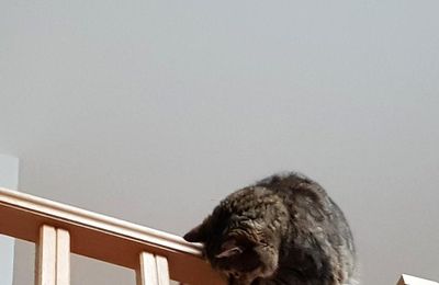 Dimanche c'est Quya l'accrobate 