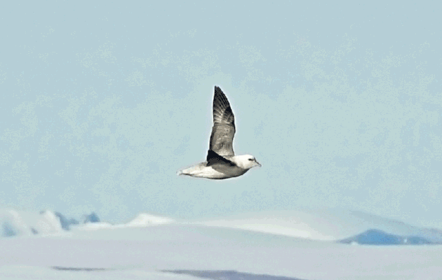 Le vol du Fulmar boréal, Northern Fulmar (Fulmarus glacialis) - Mer de Baffin - Nunavut - Canada