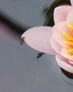 La Fourmi et le nénuphar