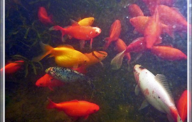 Quelques uns parmi la cinquantaine de pensionnaires plus ou moins rouges occupant mon bassin à poissons - Lartigau - Milhas - 31