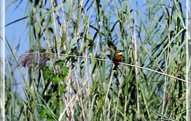 Guêpier nain, Little Bee-eater (Merops pusillus) - Safari nautique - Parc National de Chobe - Botswana