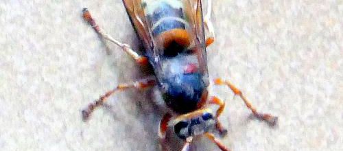 Encore des insectes !