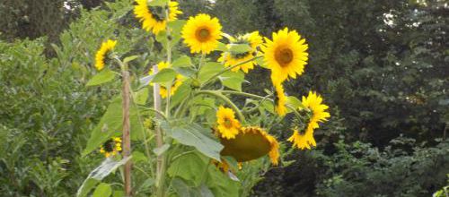 Mon jardin vu d'en haut et d'en bas...