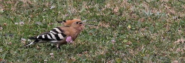 Photo de l'été 10 - Visite de la huppe fasciée au jardin
