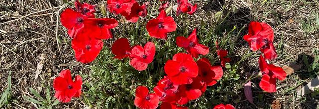 Coquelicots