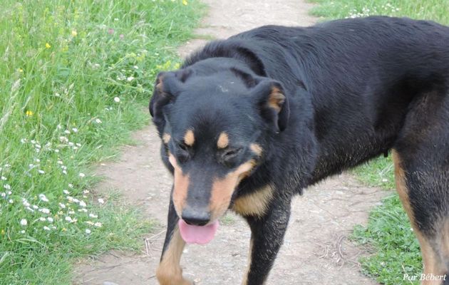une chienne qui ...