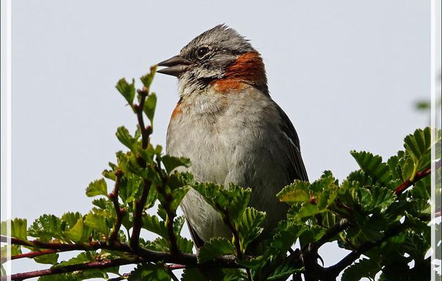 Bruant chingolo, Rufous-collared Sparrow (Zonotrichia capensis) - Peninsula de Magallanes - Patagonie - Argentine