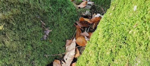 Bain de forêt dans la forêt de Floranges - La chapelle Saint-Mériadec Pluvigner - Morbihan - Bretagne