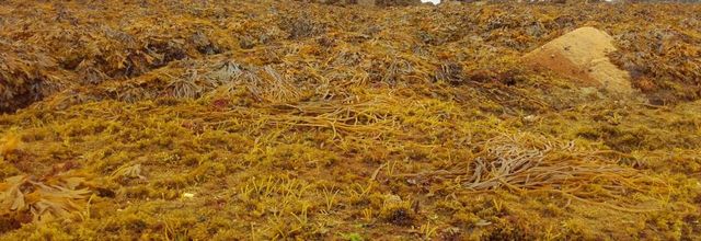  automne  marin 