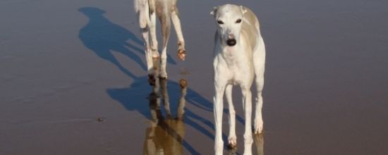Côté pile, côté face