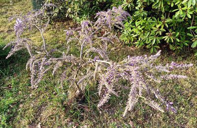 EB - Mon amour de glycine - avril 2023...