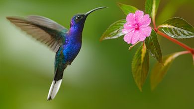 Colibris joyaux de la nature