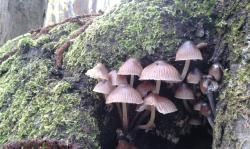 You're poison running through my veins...