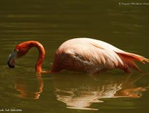 Flamant des Caraïbes