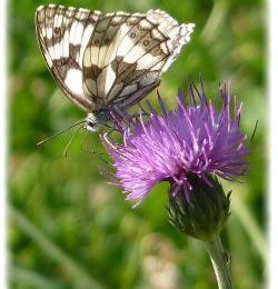 Melanargia galathea, le demi-deuil