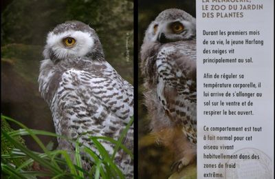 La Ménagerie, le Zoo du Jardin des Plantes : Chouette Harfang des neiges 