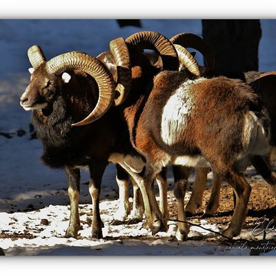 Le Mouflon, un Mouton sauvage.