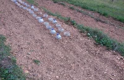 Chez la Tortue......