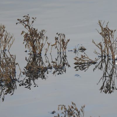 EB - Poésie végétale...