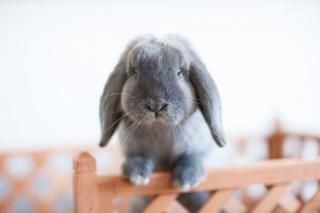 Pose moi un lapin !