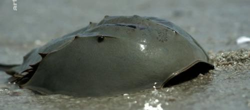  Le pacifique: un océan mystérieux