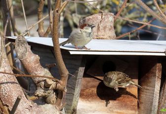 des moineaux au jardin