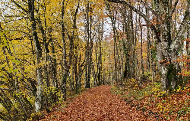 Quelques balades de novembre dans les environs de chez nous - 2