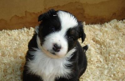 Petit Balou...