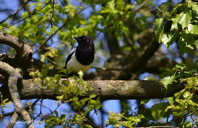 Parc floral de Paris : la pie qui chante