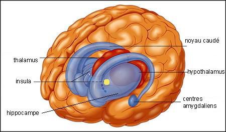 Le "soi" et le cerveau.