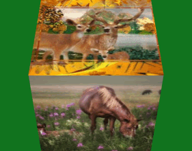 CUBE ANIMAUX