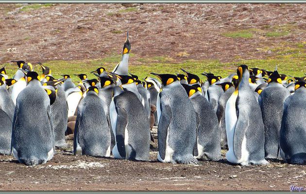 Colonie de Manchots Royaux (Aptenodytes patagonicus) avec un mâle en train de "trompetter" - Volunteer Point - Falkland Islands, Iles Malouines, Islas Malvinas