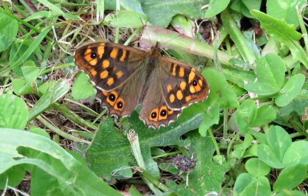 papillon et fleurs du jour