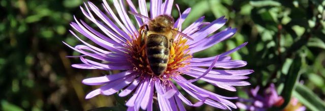 une abeille sur ... test - la suite 