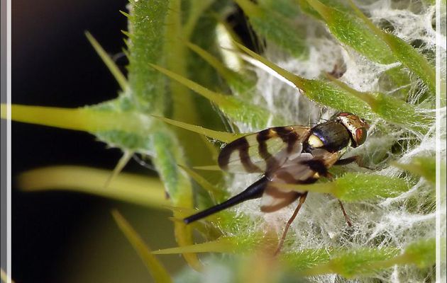 Mouche Tephritide femelle en cours de ponte (Urophora sp, probable congrua) dans un Cirse laineux - Artiga de Lin - Es Bordes - Val d'Aran - Espagne