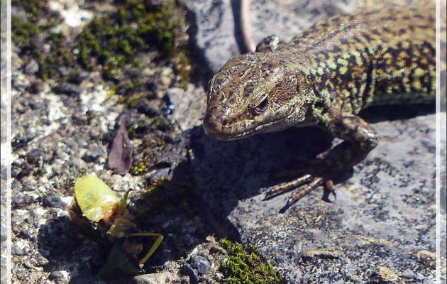 Le repas d'un lézard : une punaise ! - Lartigau - Milhas - 31