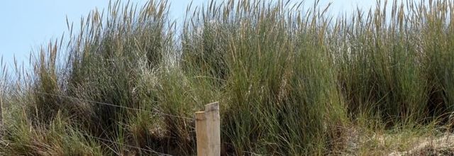 Erdeven Morbihan Bretagne - Les dunes