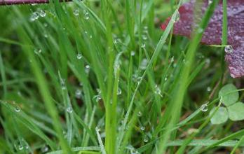 O pluie !