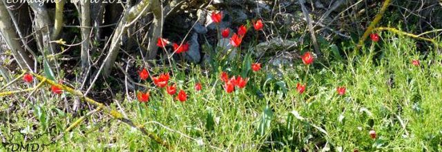 Tulipa raddii  -  tulipe précoce