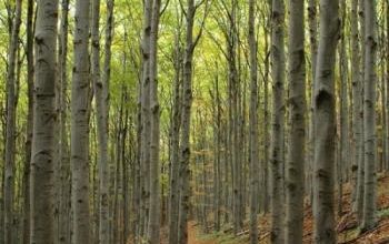 L'arbre dans la mythologie gréco-romaine