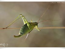 Barbitiste languedocien ♀ immature - Barbitistes fischeri