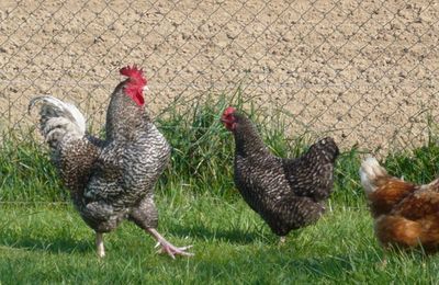 Coq & Poules